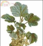 Gamma Home Collection  DK-307 White Currants