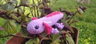 Axolotl