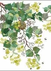Riolis 899 - Lime Blossom