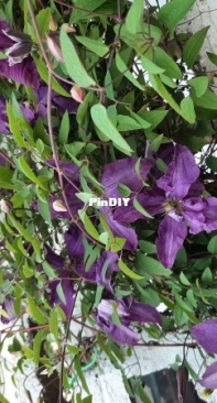 Clematis