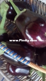 Eggplant