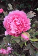 peony