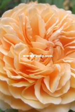 more english roses