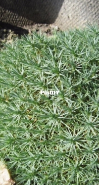 Arenaria pseudoacantholimon