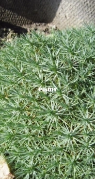 Arenaria pseudoacantholimon