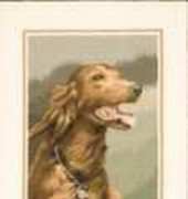Heritage Stitchcraft JSRD416 Red Setter by John Stubbs