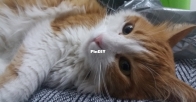 Misha