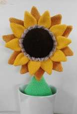 girasole