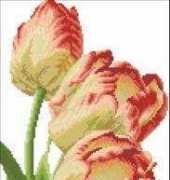 KCO 618120 Tulips