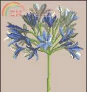 DMC XC0994 Agapanthus