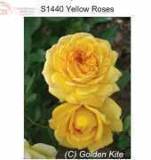 Golden Kite S1440 Yellow Roses