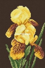 Coricamo 865 - Yellow Iris