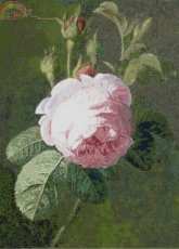 Golden Kite - GK1496 - Rose in PCS.