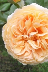 English Tea roses