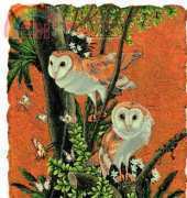 HAED HAEJUS 103 Barn Owl - Jun Sato