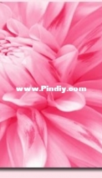 Z030 Pink Lady Tryptich XSD