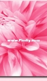 Z030 Pink Lady Tryptich XSD