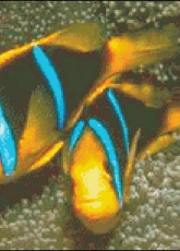 Golden Kite GK557 Anemone Fish