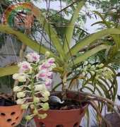 Rhynchostylis Gigantea