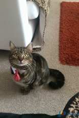 My beautiful cat