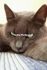 My cat