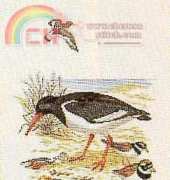 Eva Rosenstand 12-732 Oystercatcher and ringed plover