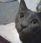 my cat children