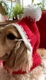Atelie Pingouin - Rosangela Gonçalves - Dog Hat - Balaclava canina -  Gorro Canino - Portuguese - Free