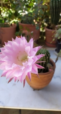 Echinopsis