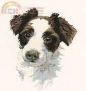 Heritage APSC748 Scruff