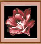 Tulip 2 Nadezhda Safonova XSD