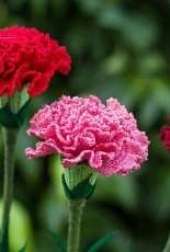 Happy Patty Crochet - Carnation