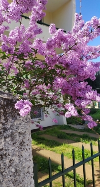 Syringa vulgaris