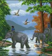 Pinn - 40-Y Thai Elephants