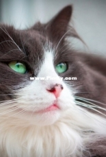 My cat