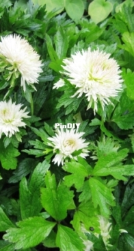 Anemone sylvestris  Polish Star