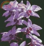 Artecy Cooktown Orchid