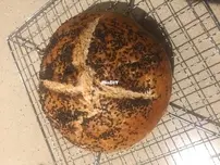 Seedy Bread