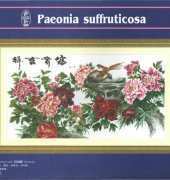 Dome 90301 - Paeonia Suffruticosa