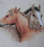 Dimensions horses