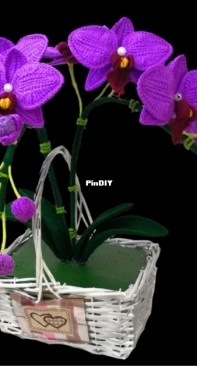 Natagor Finlayson - Moth Orchid