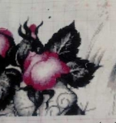 Rose Cerise - HAED