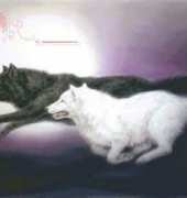 HAED HAEKAH 125 Moonlight run by Kayomi Harai