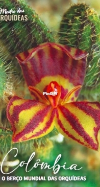 Mestre das Orquideas – Edicao 24,  2025 - Portuguese