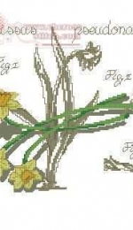 DFEA Etudes de Botanique Narcissus