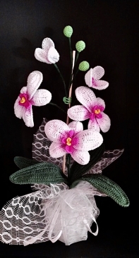 Mini orchid