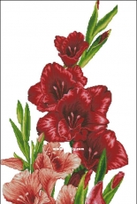 Gladiolus by Irina Selezneva XSD