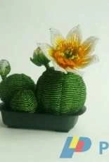 My cactus "Fantasy"