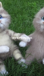 Couple of cats in love