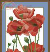 Poppies Framed